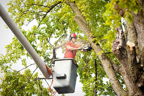 How Our Tree Care Process Works  in  Edgecliff Village, TX